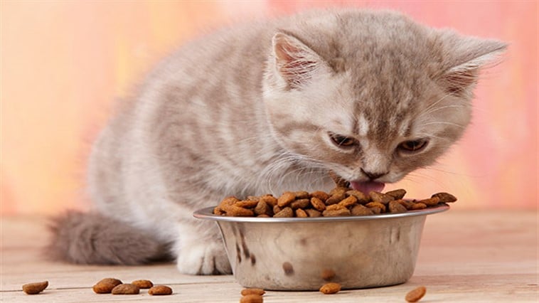  Cat food 